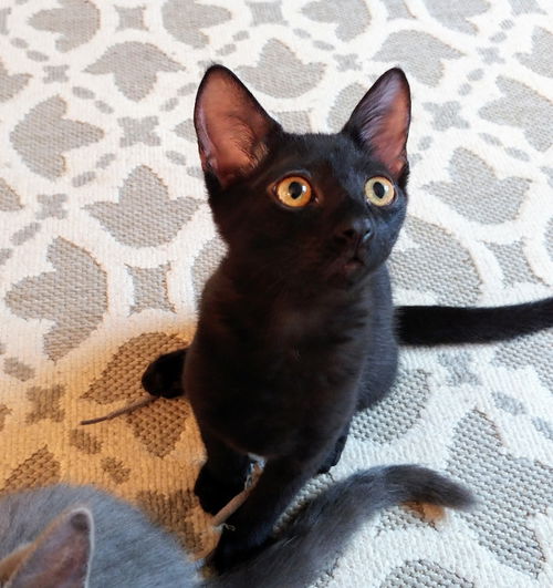 Paxton