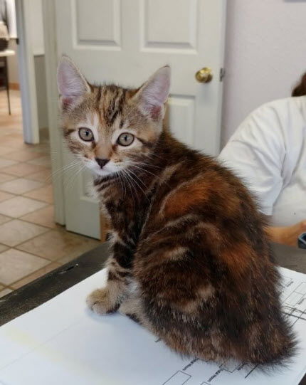 Praline