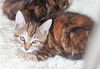 Praline