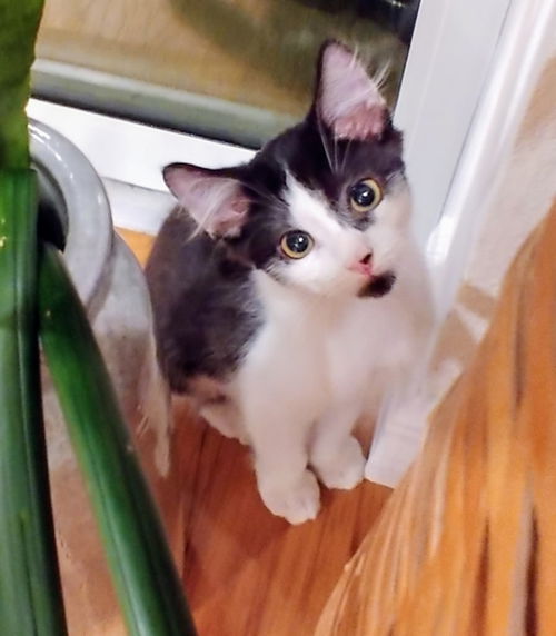 Remy