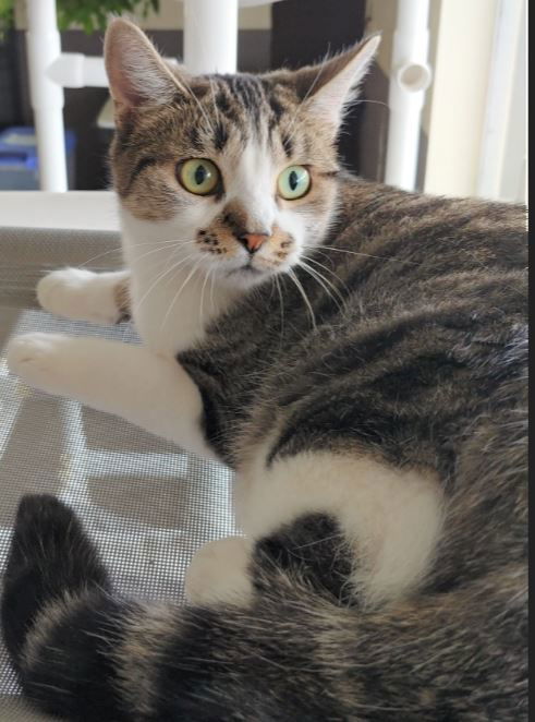 Josie