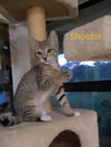 Shooter