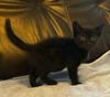 Hershey