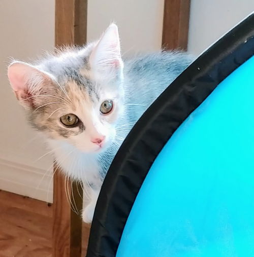 Penny