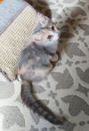 Penny