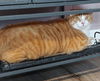 Cheezit