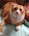 Cheezit
