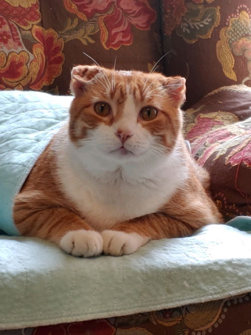 Cheezit
