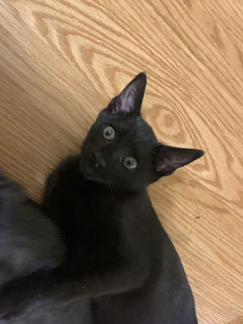 Jet