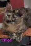 Chloe