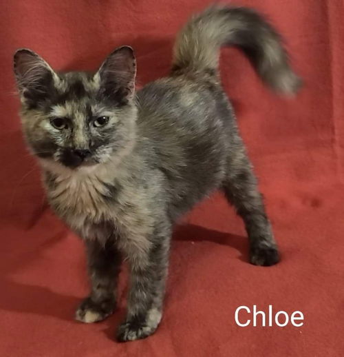 Chloe