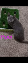 Piper