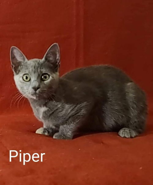 Piper