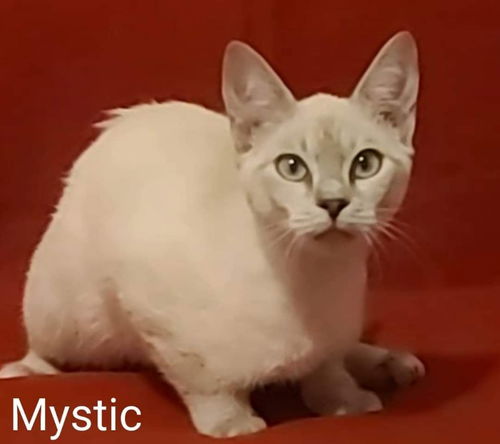 Mystic