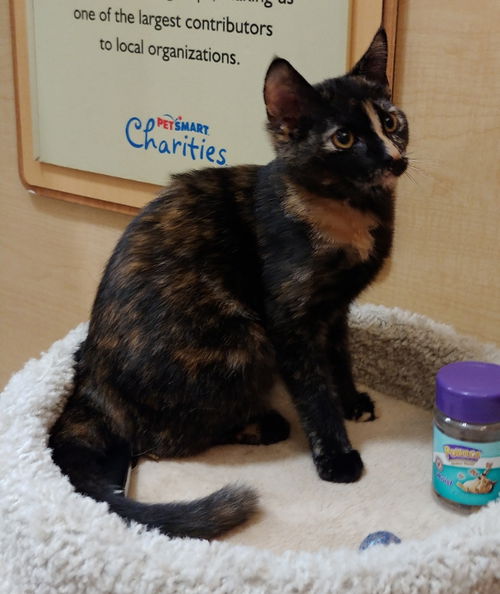 Tortie