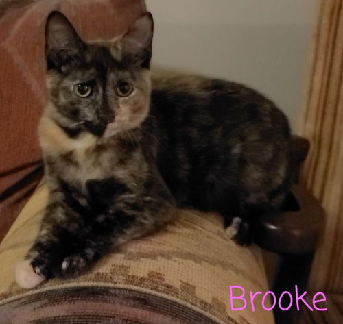 Brooke