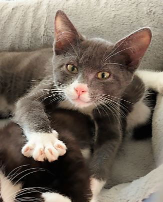 Bowie