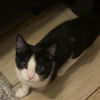Silvestre