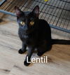 Lentil