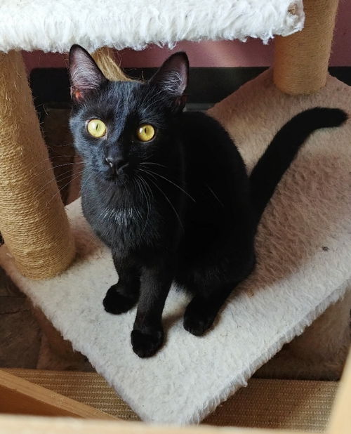 Lentil