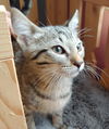 Cinnamon
