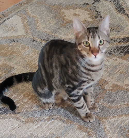 Rocky