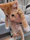 Gingerale