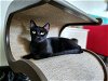adoptable Cat in ocala, FL named Angela