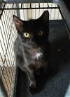 adoptable Cat in ocala, FL named Cecile