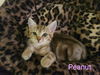 Peanut