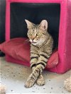 adoptable Cat in ocala, FL named Ralph