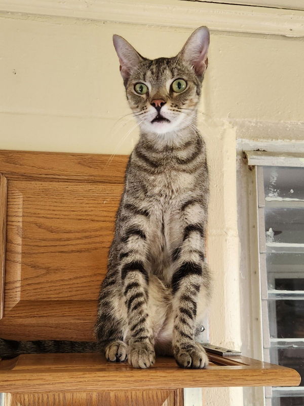 adoptable Cat in Ocala, FL named Ralph