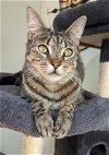 adoptable Cat in ocala, FL named Whitney