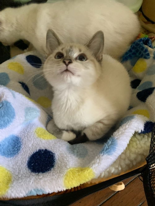 Piper
