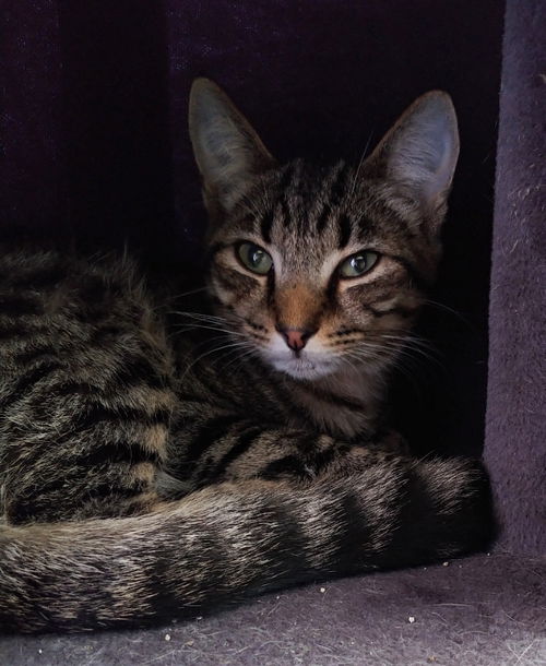 Loki