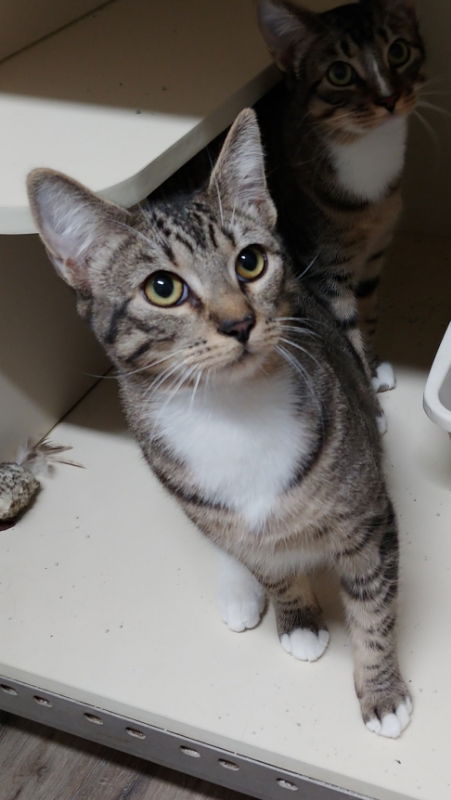 Gil