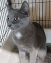 Grayko