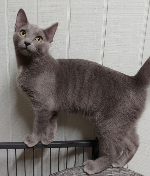 Grayko
