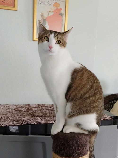Linus