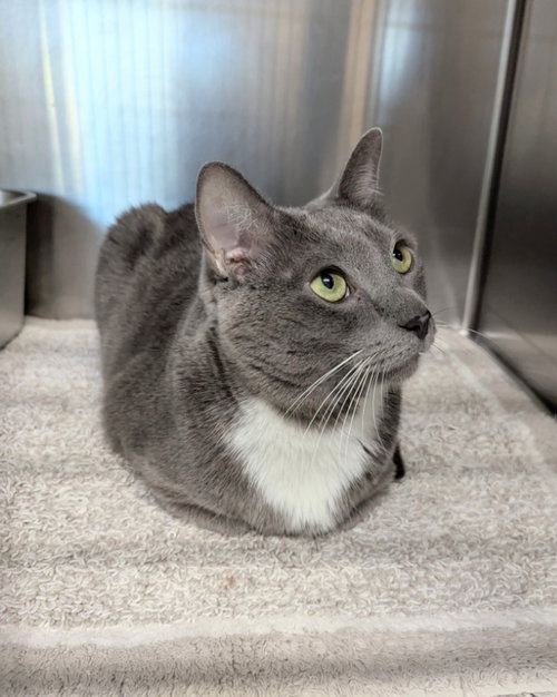 Whiskey, an adoptable Domestic Short Hair in Ocala, FL