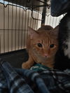 Peanut
