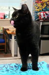 JellyBean