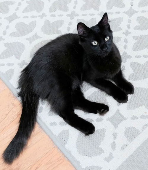 Kylo