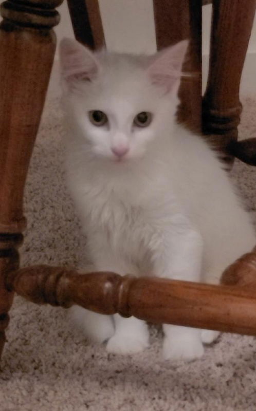 Cotton