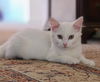 Cotton