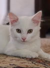 Cotton