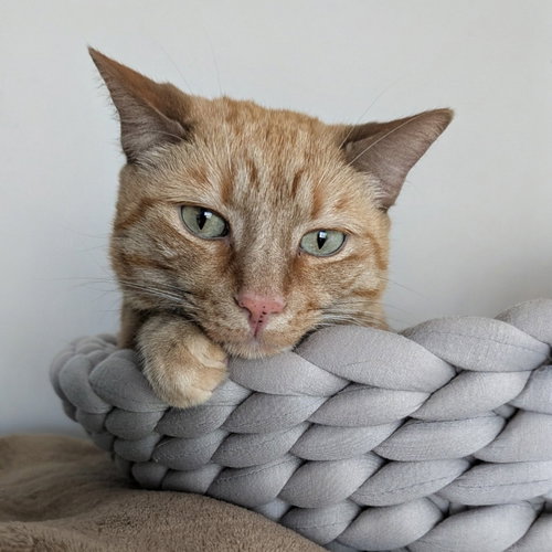 Han, a cat for adoption from Sheltering Hands, Inc
