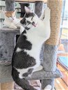 adoptable Cat in ocala, FL named Mickey