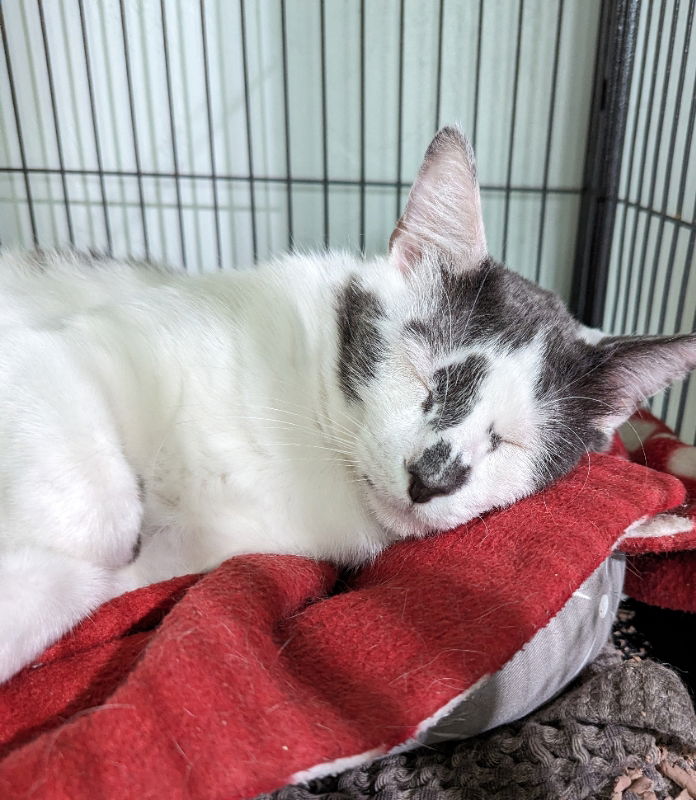 adoptable Cat in Ocala, FL named Mickey