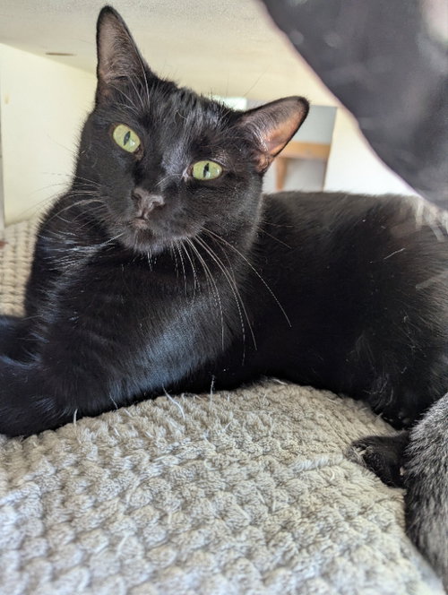 Sheba, Adult Domestic Short Hair / Bombay / Mixed (short coat), cat for adoption in Ocala, Florida